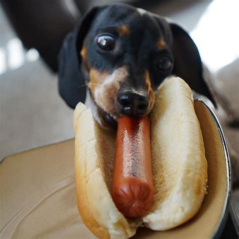 funny pictures of weenie dogs